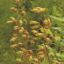 Picture of Alumroot - Seed