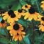Picture of Brown-Eyed Susan - Seed