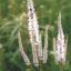 Picture of Culver's Root - Seed