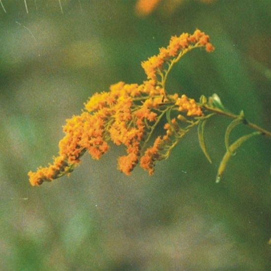 Picture of Dyers Weed - Seed