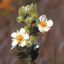 Picture of Prairie Cinquefoil - Seed