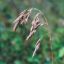 Picture of Prairie Brome - Seed