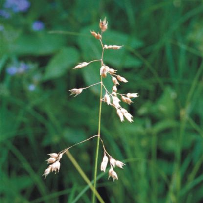 Picture of Sweet Grass (Hierochloe ordata) - Seed