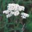 Picture of Yarrow - Seed