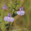 Picture of Monkey Flower - Seed