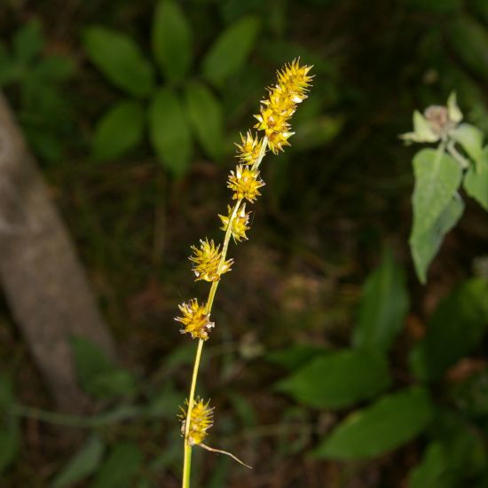 Picture of Bur Reed Sedge - Seed