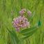 Picture of Prairie Milkweed - Seed
